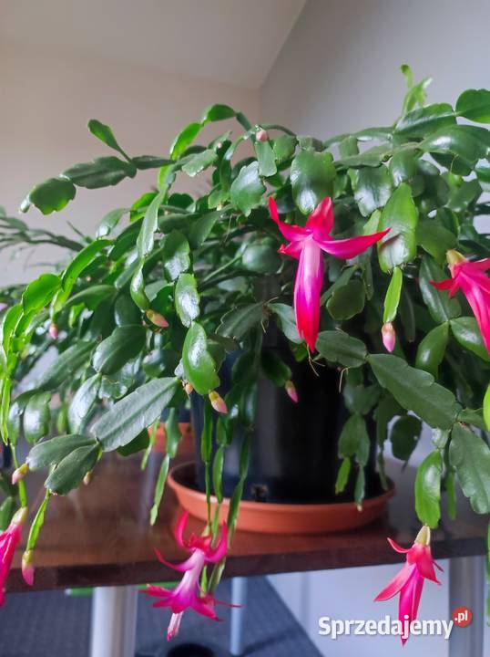 Kwiaty doniczkowe Liściaste Łódź