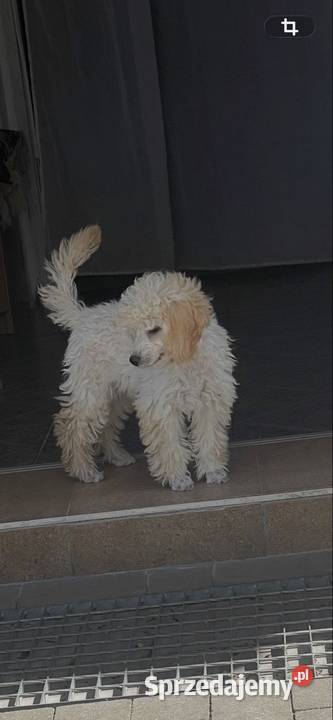 Pudel miniaturowy piesek