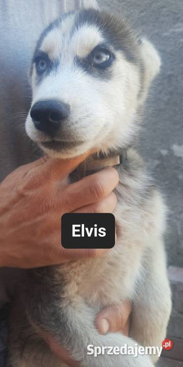 Syberiany husky Reda