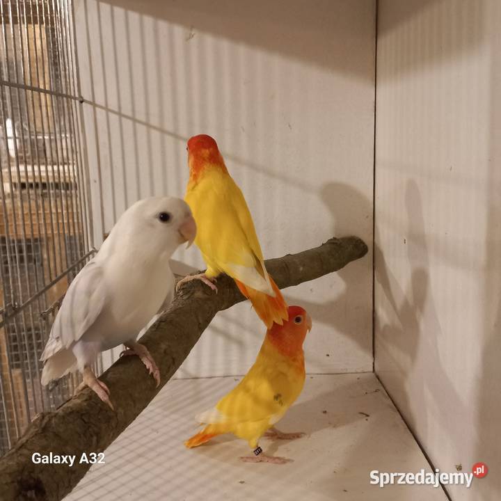 Nierozłączki czerwonoczelne z 2025r Garwolin sprzedam