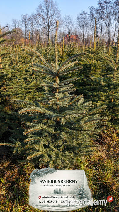 Świerk Srebrny Drzewka Choinki Świąteczne Rośliny Dobrzyń nad Wisłą