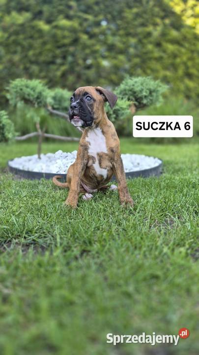 BokserSuczka Psy wielkopolskie Baszyny