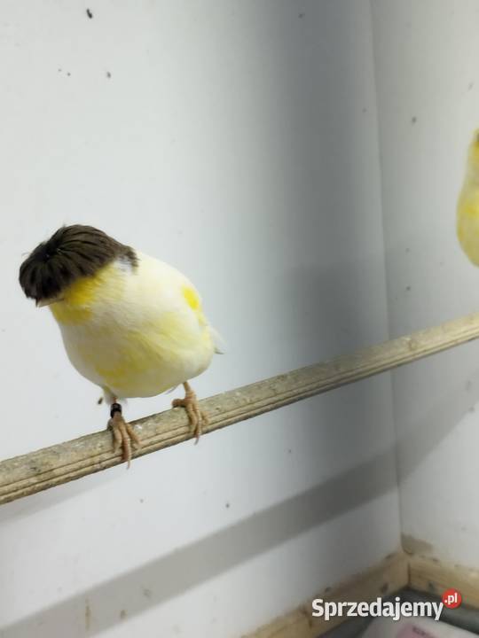 Kanarki Gloster 24 25 r Pary