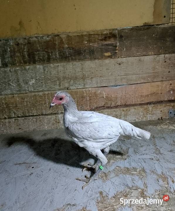 sprzedam kury bojowiec nowoangielski miaturowy małopolskie Uście Solne