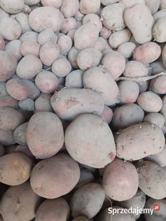Ziemniaki paszowe i sadzeniaki nieuszkodzony Jawiszowice