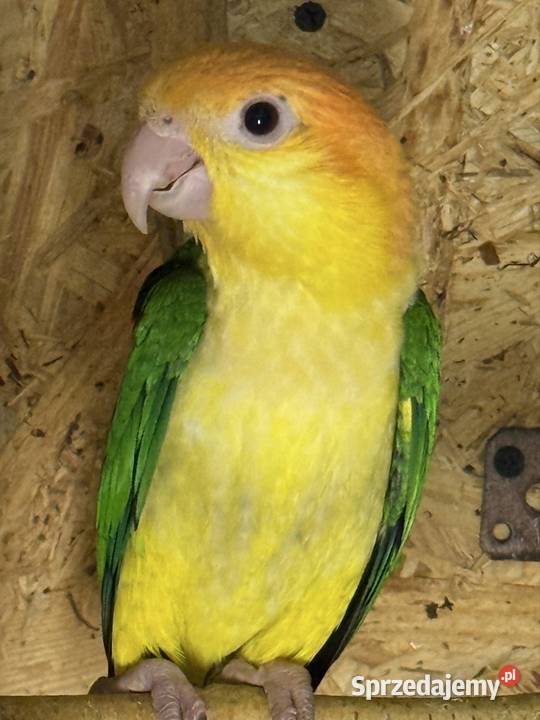 Barwinka Białobrzucha Ptaki Czerwionka-Leszczyny