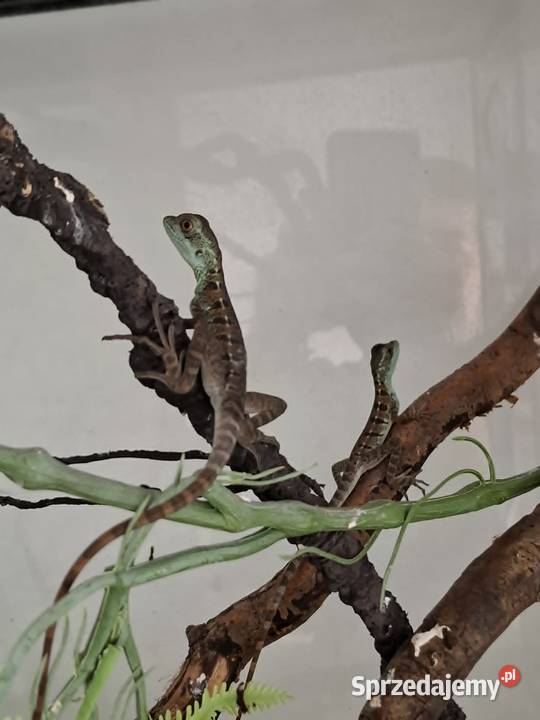 Bazyliszek płatkogłowy Basiliscus plumifrons Kraków