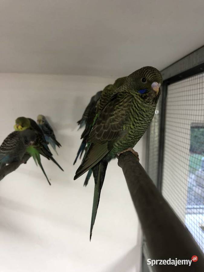 Papugi Faliste BlackFaceBlackWing Jedlicze sprzedam