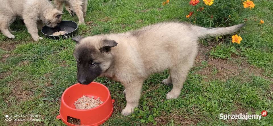 Owczarek belgijski tervueren Tarnów