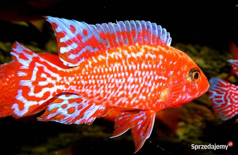 Aulonocara Fire Fish Pyszczak Pyszczaki KURIER Gdańsk