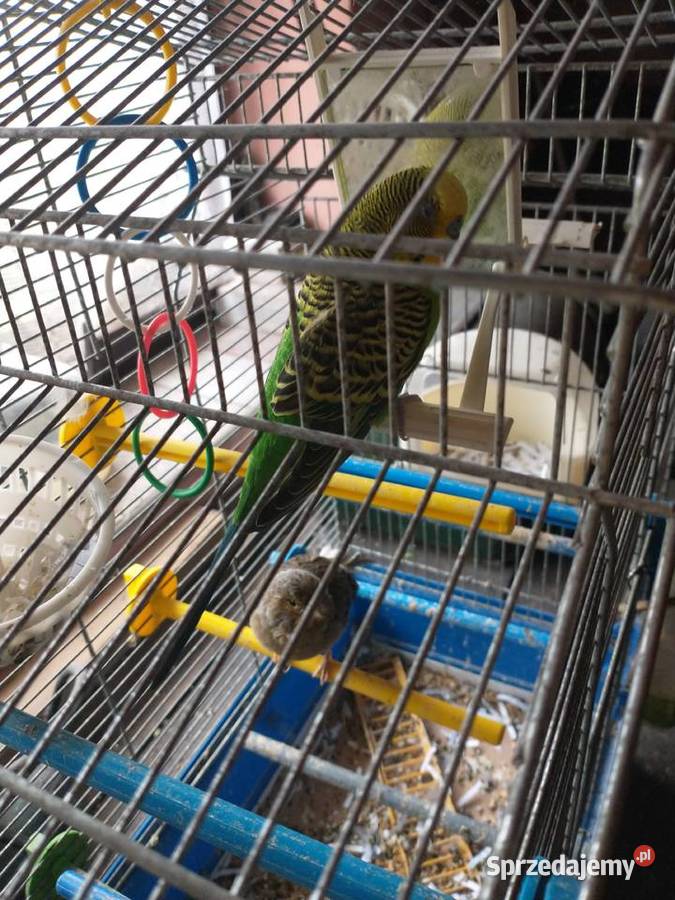 Sprzedam kanarki i papugę podkarpackie Gwoźnica Górna