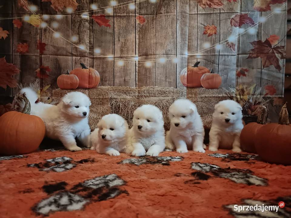 Rasowe szczeniaki samoyed