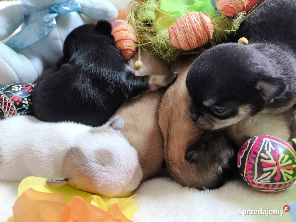 Chihuahua Ch szczenięta rodowód FCI Wwy sprzedam