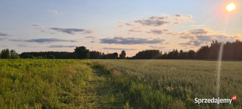DZIAŁKA NA GRANICY ŁODZI Z POZWOLENIEM NA BUDOWĘ utwardzona Leśne Odpadki