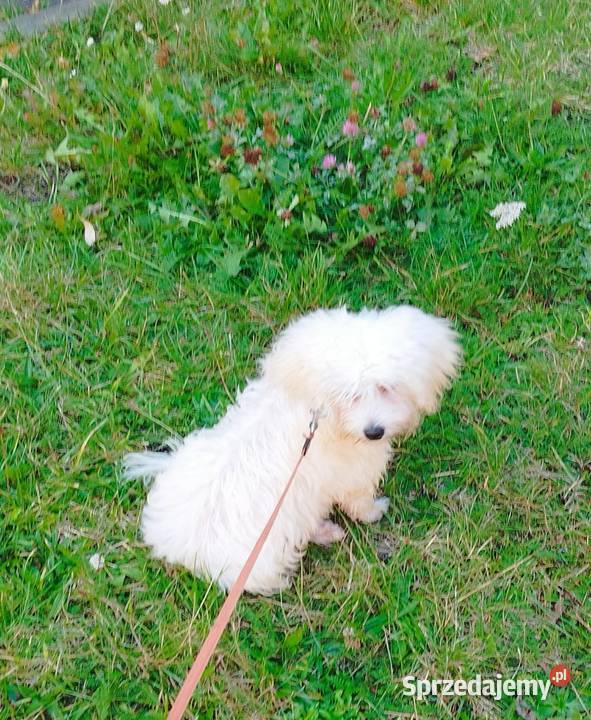 Piesek Maltipoo Kraków