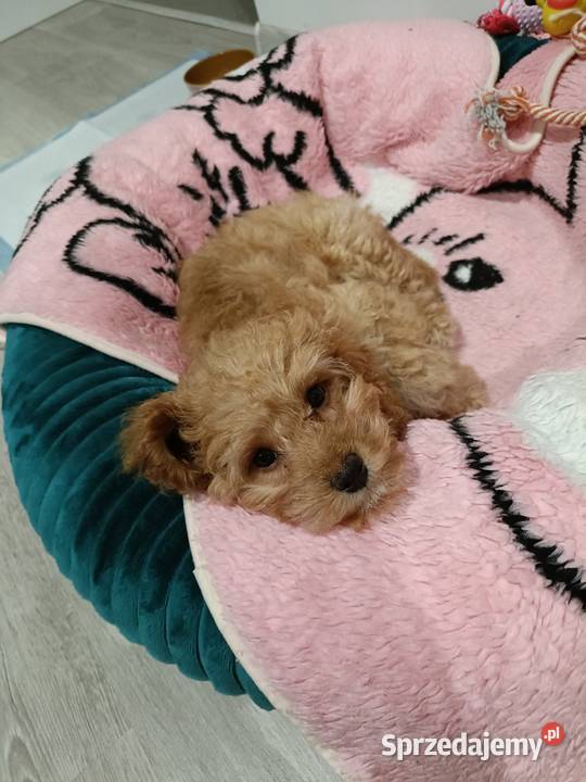 Sunia Cavapoo śląskie Lubliniec sprzedam