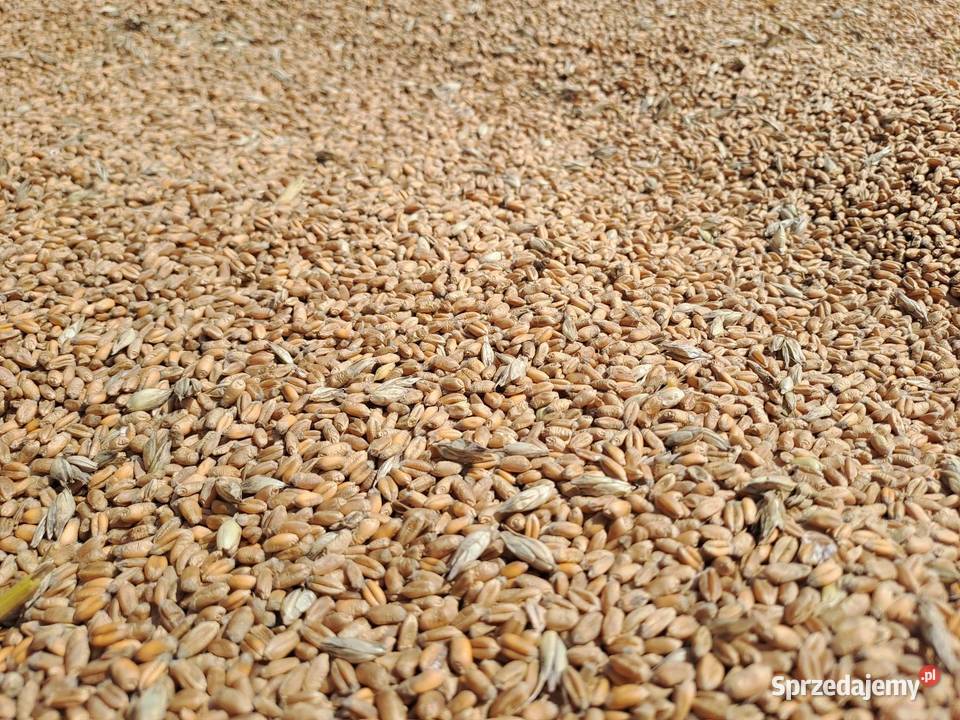 Pszenica Ozima 2025 50 worki zworkowana Pikutkowo