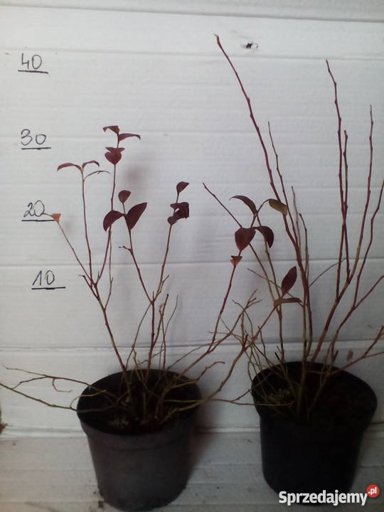 sadzonki borówki amerykańskiej 2L łódzkie Zgierz