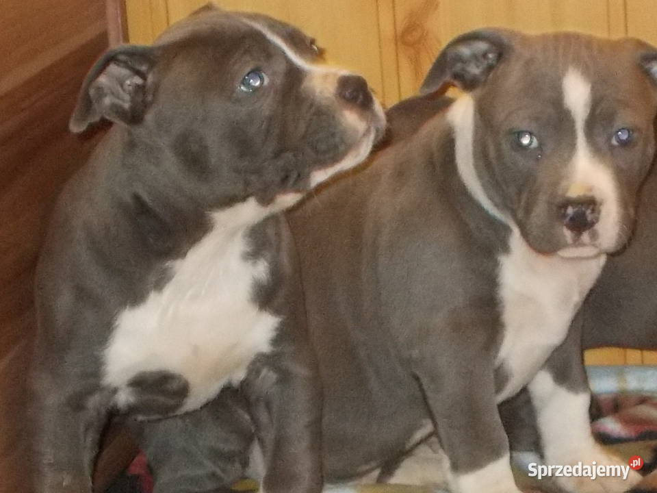 Mocne Amstaffy Błękitne Płock