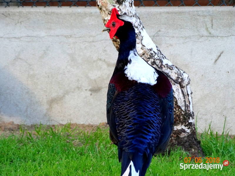 Sprzedam Bażanty Swinhoe Bażant z 2023r Samce i Gostyń