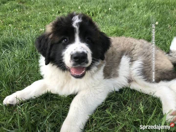 Moskiewski Pies Stróżujący NIE Bernardyn Białystok sprzedam