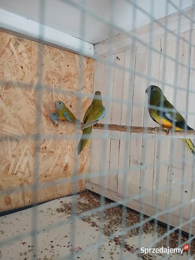 Łąkówki małopolskie Bochnia sprzedam