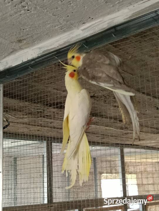 Nimfy 3 sztuki likwidacja promocja Brzeziny