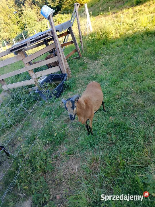 Baran kameruński 11miesiecy Przyszowa