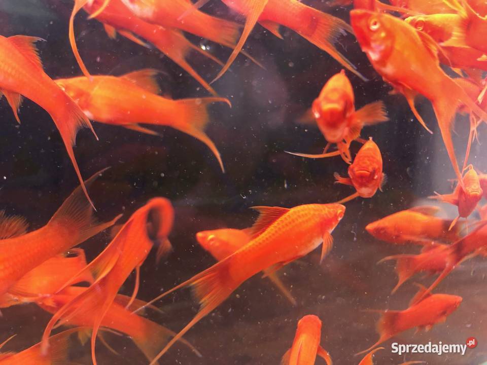 Wiedeński Lira Red Albino mieczyk