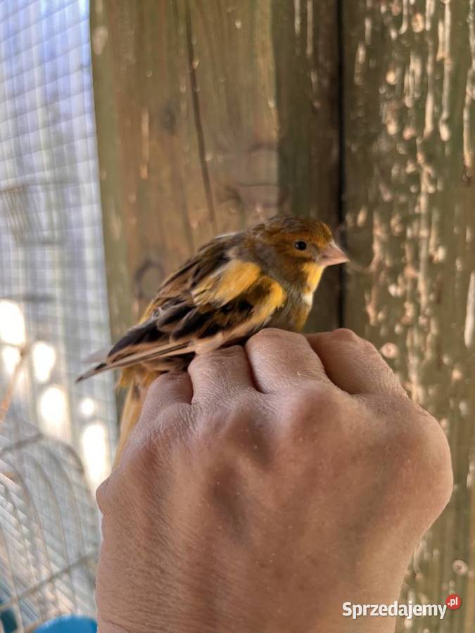 Sprzedam kanarki rosyjskie Zbychowo