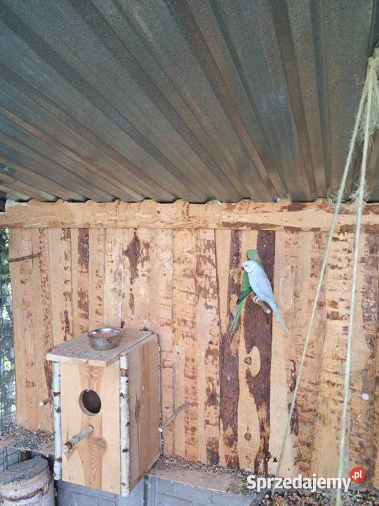 Aleksandretta obrożna łódzkie Łask