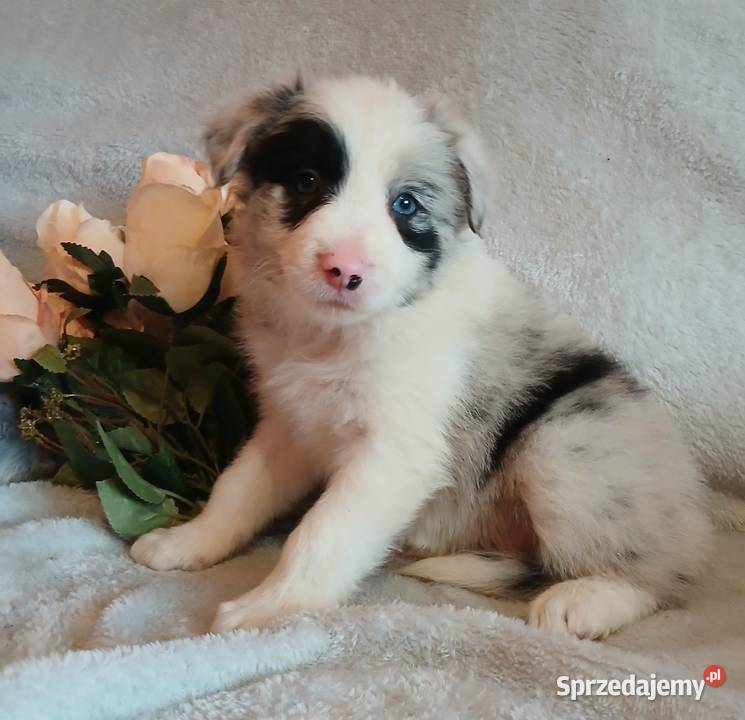 Border collie blue merle Pozostałe Toruń
