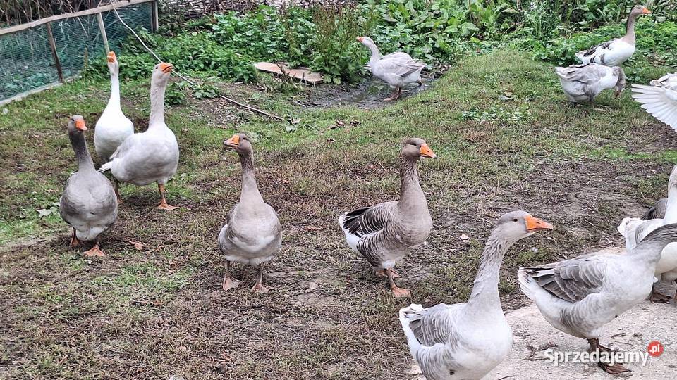 Gęsie gąska gęsiory różne Tyszowce sprzedam