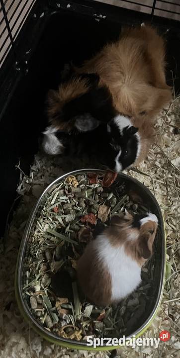 ADOPCJA ŚWINEK MORSKICH ABISYŃSKICH wymagany Rytel