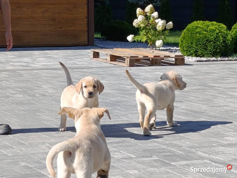 Labrador Milejowice sprzedam