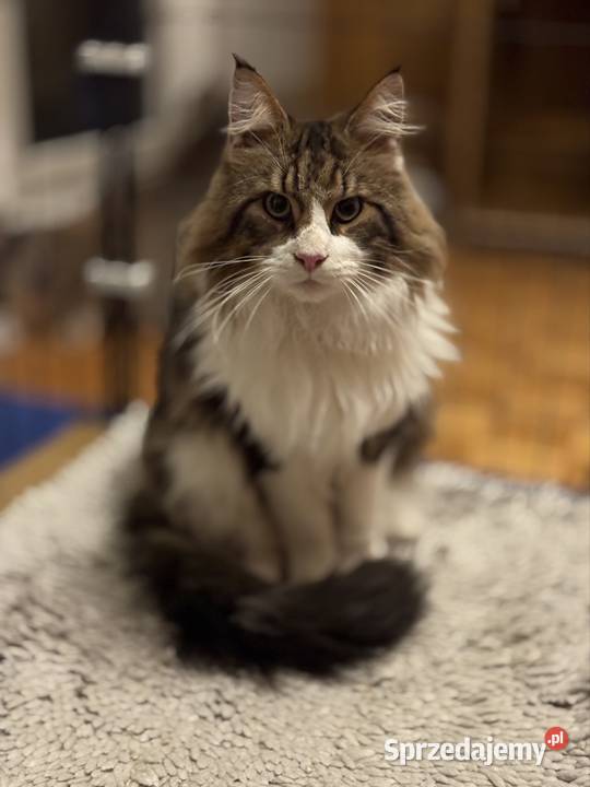 Maine Coon reproduktor dolnośląskie Ścinawa