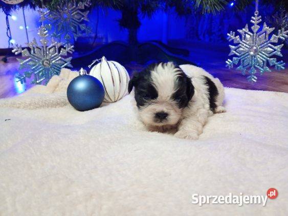 Szczeniaki Shih Tzu mazowieckie Gostynin