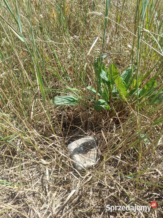 Sprzedam Działkę Budowlaną 21ar uzbrojona w prąd lubuskie Dzikowice