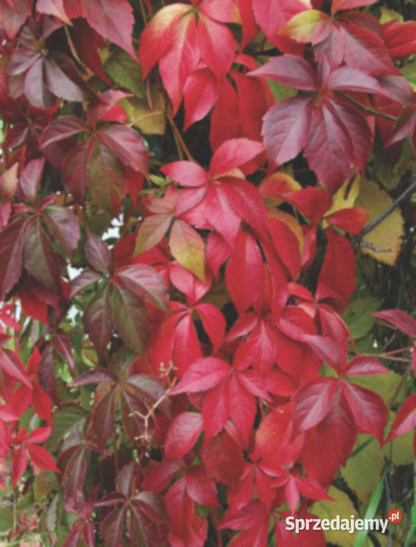 WINOBLUSZCZ Parthenocissus quinquefolia NASIONA Lubanie
