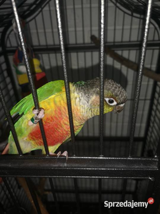 Rudosterka z klatką Ptaki Otwock