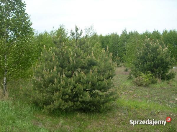 DZIAŁKA BUDOWLROLDUŻA ZADRZEWIONA 11200m 200m Szymaki sprzedam