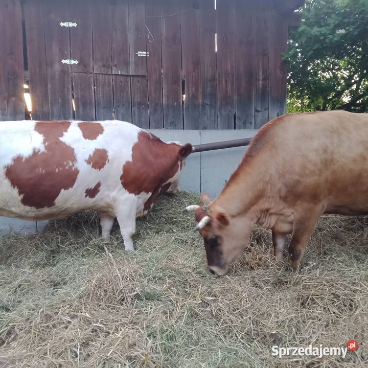 Sprzedam 2 eko krowy SM i Yersey w ręce mazowieckie Zwoleń