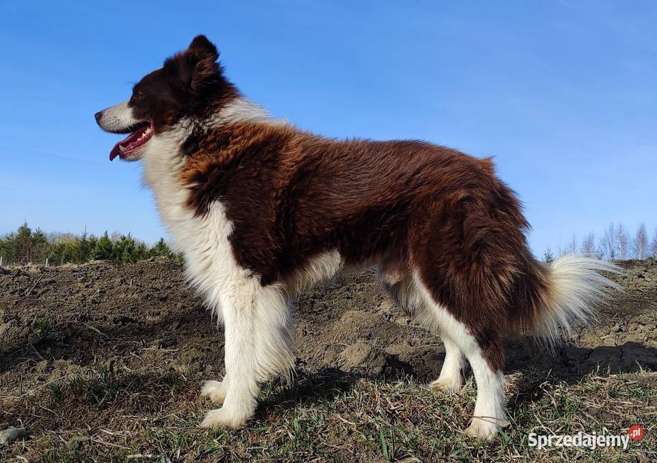BORDER COLLIE Rasowy z pełną dok świetnych Iwonicz