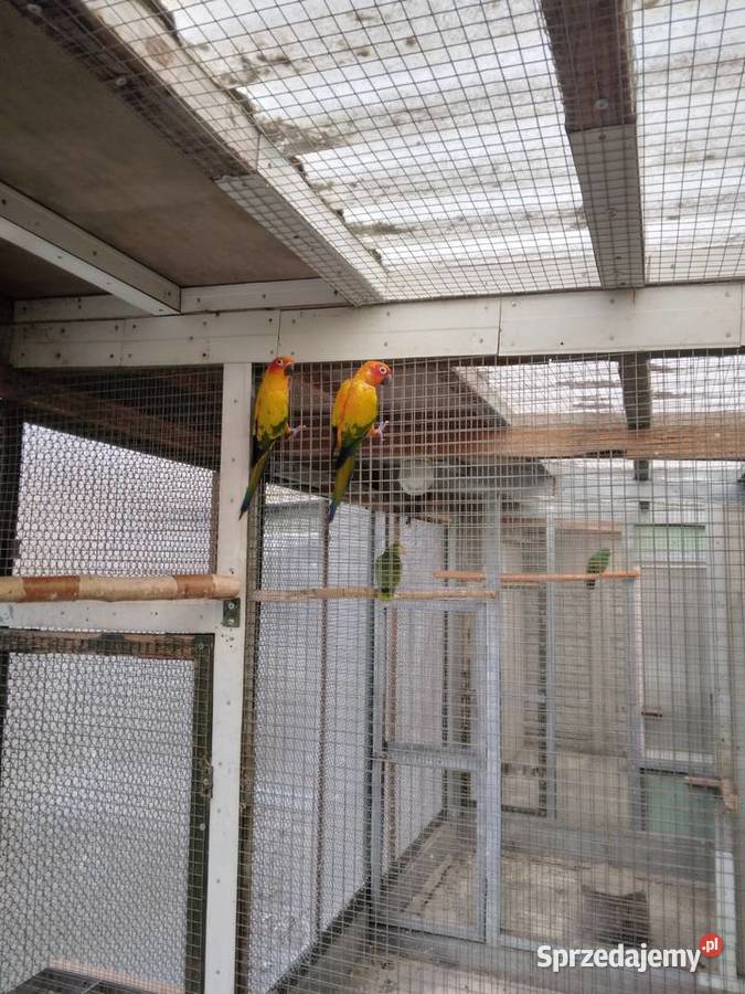 Konury słoneczne 23r i 25r wielkopolskie Prusinowo