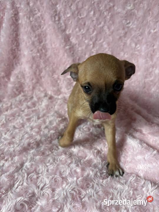 Chihuahua sunia Chihuahua mazowieckie Legionowo