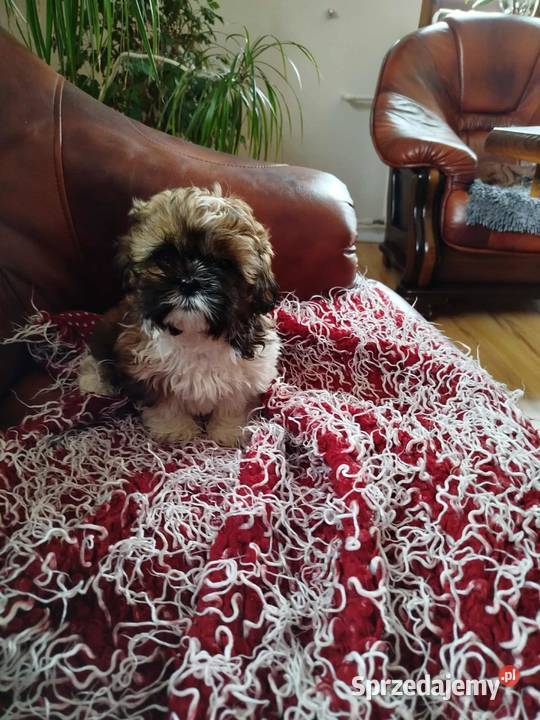 Shih Tzu Pacanów