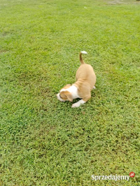 Amstaff Krośniewice sprzedam