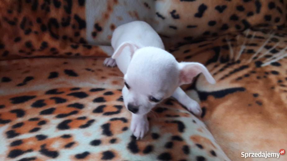 Chihuahua krótko i długowłosa Krusin