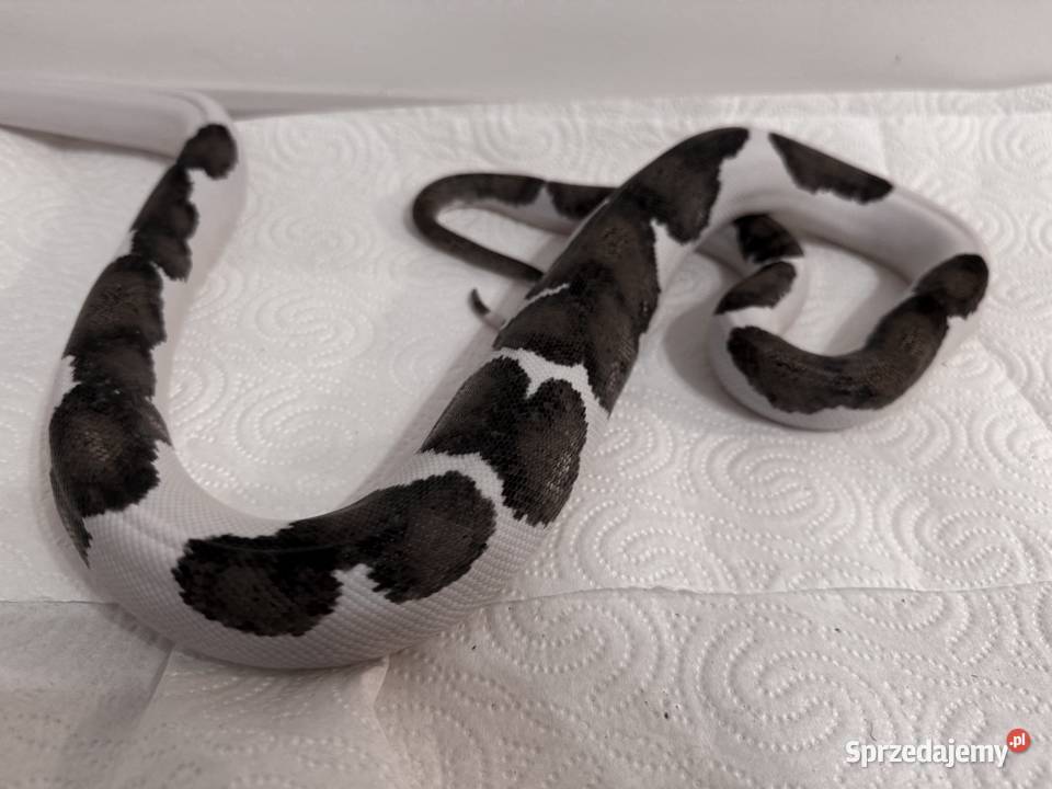 Wąż pied pyton do negocjacji Łódź