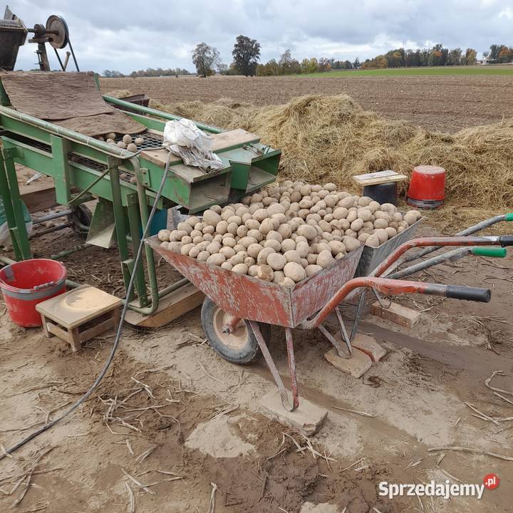 sortownik do ziemniaków Nowe